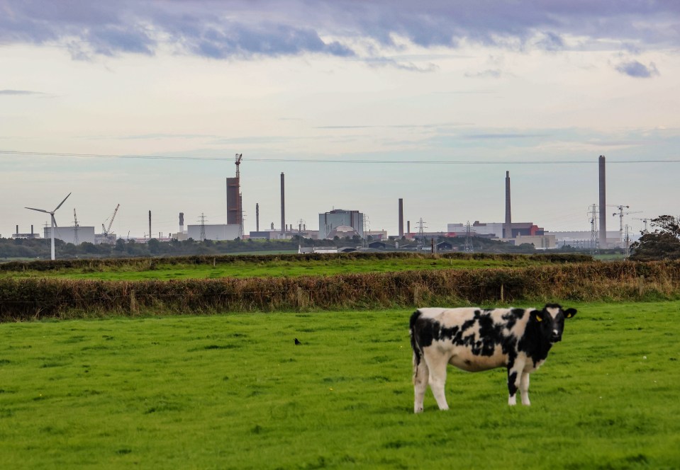 Farm animals live cheek by jowl to the nuclear site