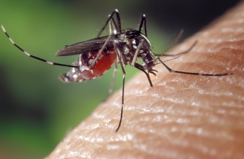 Mosquitoes are responsible for spreading dengue fever