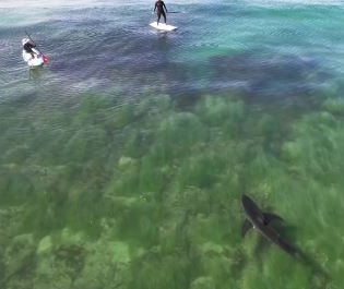 This is the moment a massive shark circled two paddleboarders in shallow water