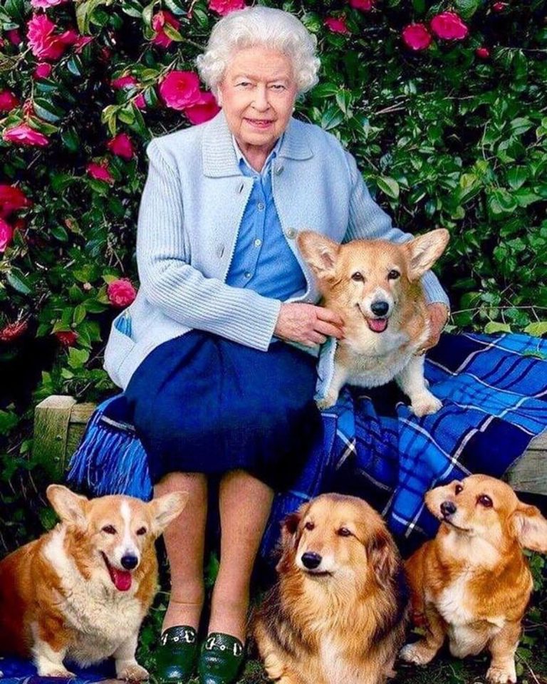 The Queen's beloved pet dogs have now moved in with Prince Andrew and his ex-wife Sarah Ferguson