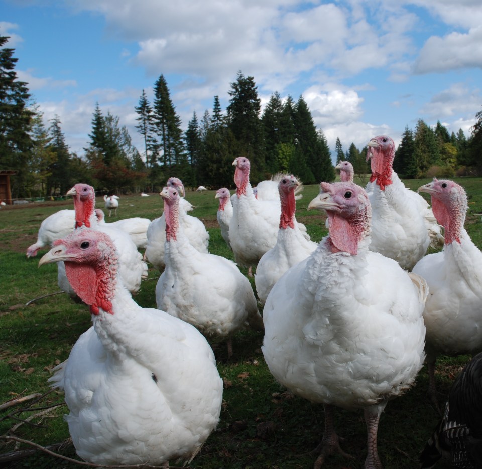 The NFU said there could be 'holy carnage' if bird flu got into turkeys