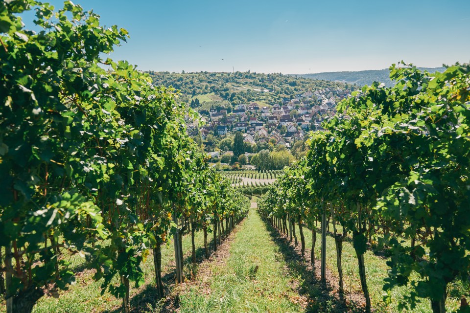 If you're a wine-lover, Stuttgart in Germany is the place to go and enjoy the three-week Weindorf festival