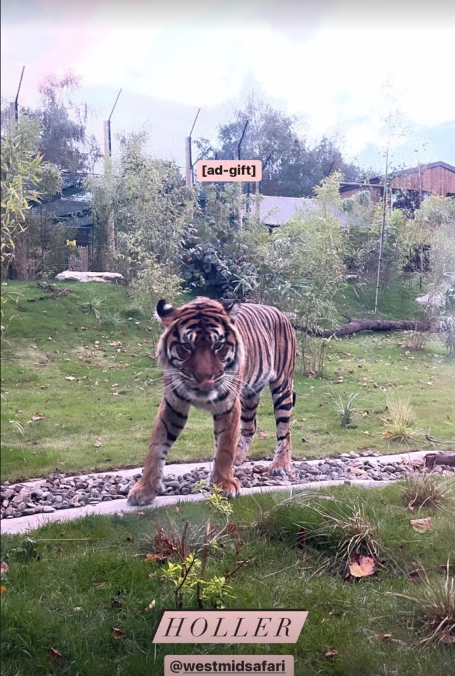 The family slept with tigers all around their lodge