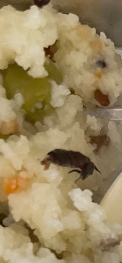 The passenger claimed to have found a cockroach in their in-flight meal