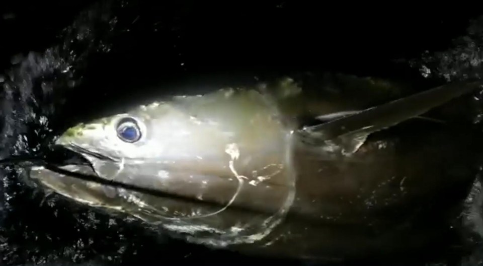 Two anglers reeled in what could be Britain’s biggest fish ever caught on a rod — a 9ft tuna weighing 900lb