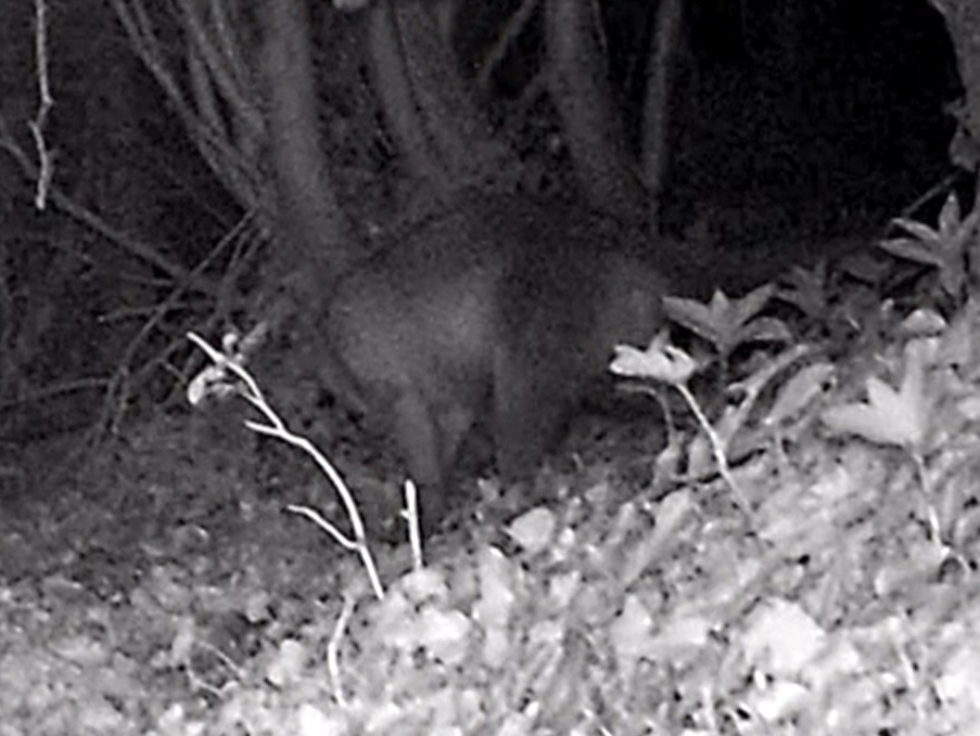 One of John Bilney's stills, which is believed to show the torso of a mountain lion or puma