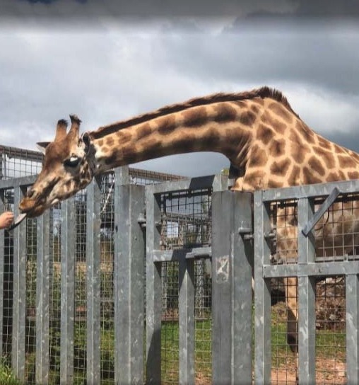 The report claimed giraffe were not given an appropriate diet