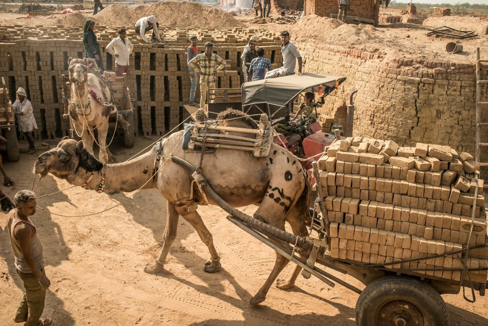 Camels work in extreme conditions in what has been dubbed "the world’s hottest workplace"