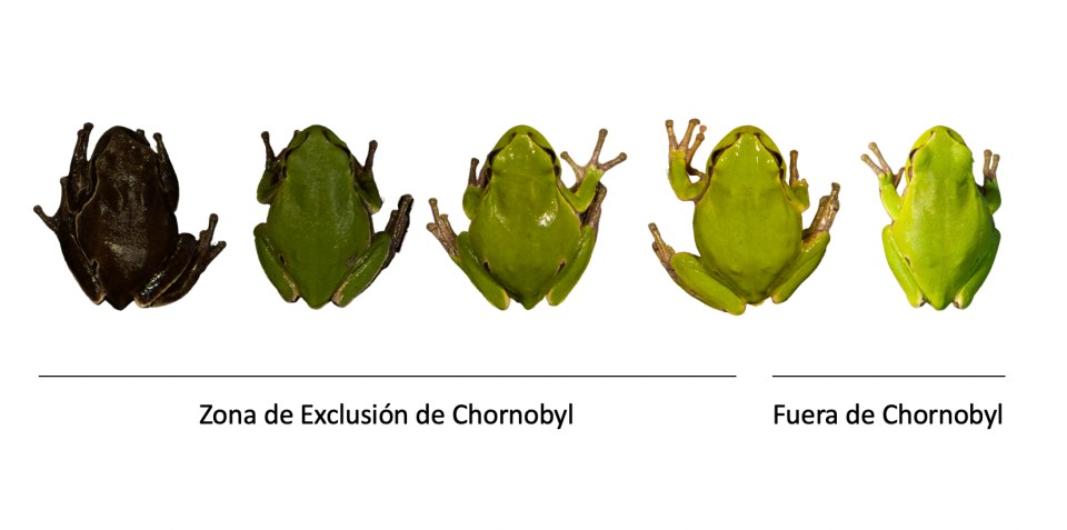 Researchers collected more than 200 male frogs from 12 different breeding ponds with different levels of radiation