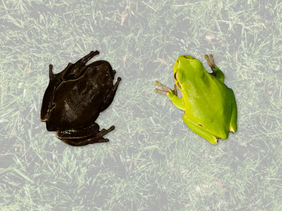 Scientists believe frogs in the area have adapted with darker or black pigmentation