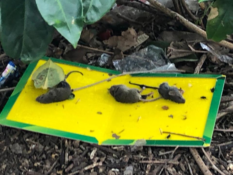 Dead rats have been found by residents at the estate