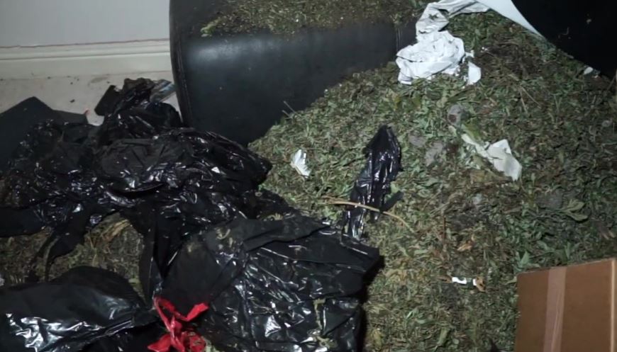 A drug gang has been growing cannabis in the mansion