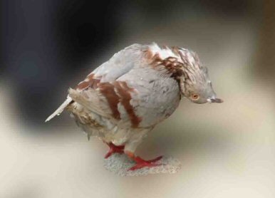 It has  affected populations in Jersey where some birds have had to be euthanised