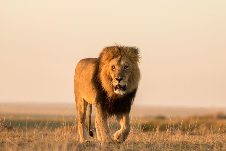 Lions are known for their loyal and determined personality traits