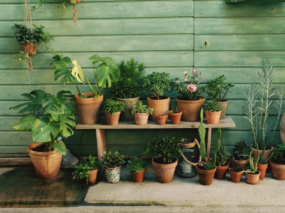 Growing your own house plants is cheap, easy and incredibly satisfying