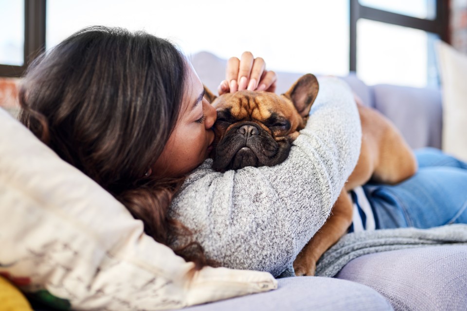 Stroking your pet to improve your wellbeing