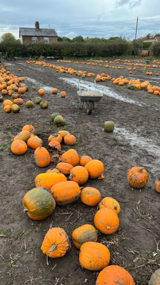 The couple were after the perfect pumpkin