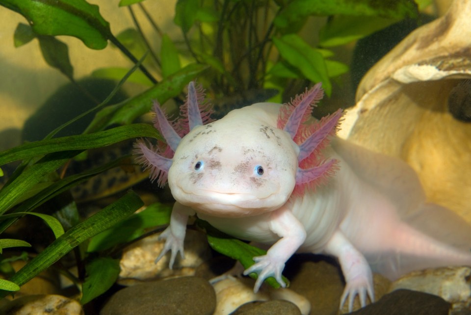 some users said it sounded like a shortened name for an Axolotl