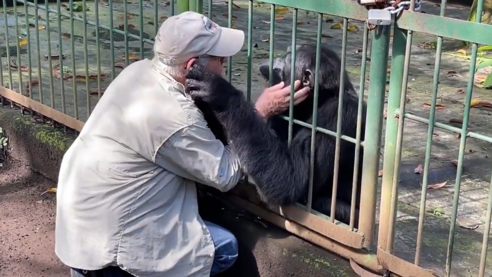 This is the touching moment Pipo the chimp says goodbye to his human best friend