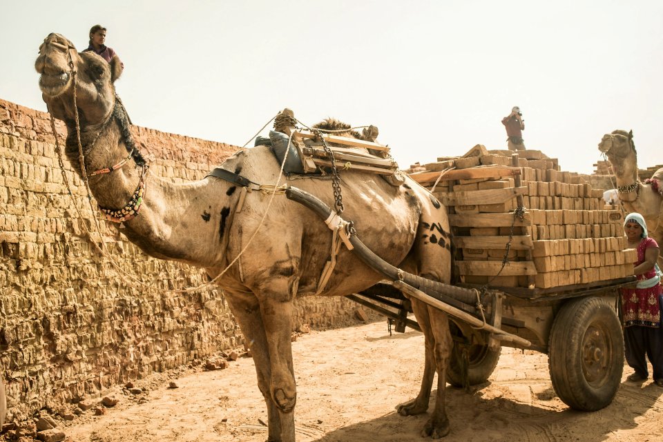 Camels haul loads weighing two tonnes, with each cart filled with 800 or 900 individual bricks