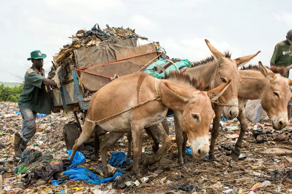 Working donkeys haul heavy carts up steep slopes of rotting waste, at risk from metal and sharp objects underfoot in Bamako, Mali