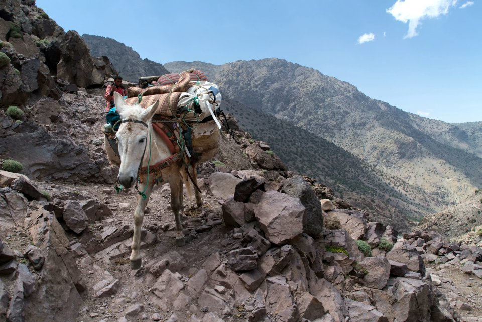 Mules support local communities by carrying food, water and other basic necessities across rocky, inaccessible terrain in the Atlas Mountains of Morocco