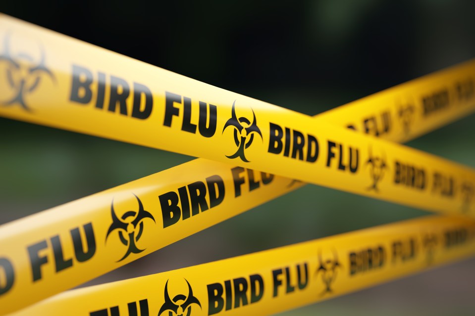 Bird flu has been detected at 155 sites so far in the UK's worst ever outbreak