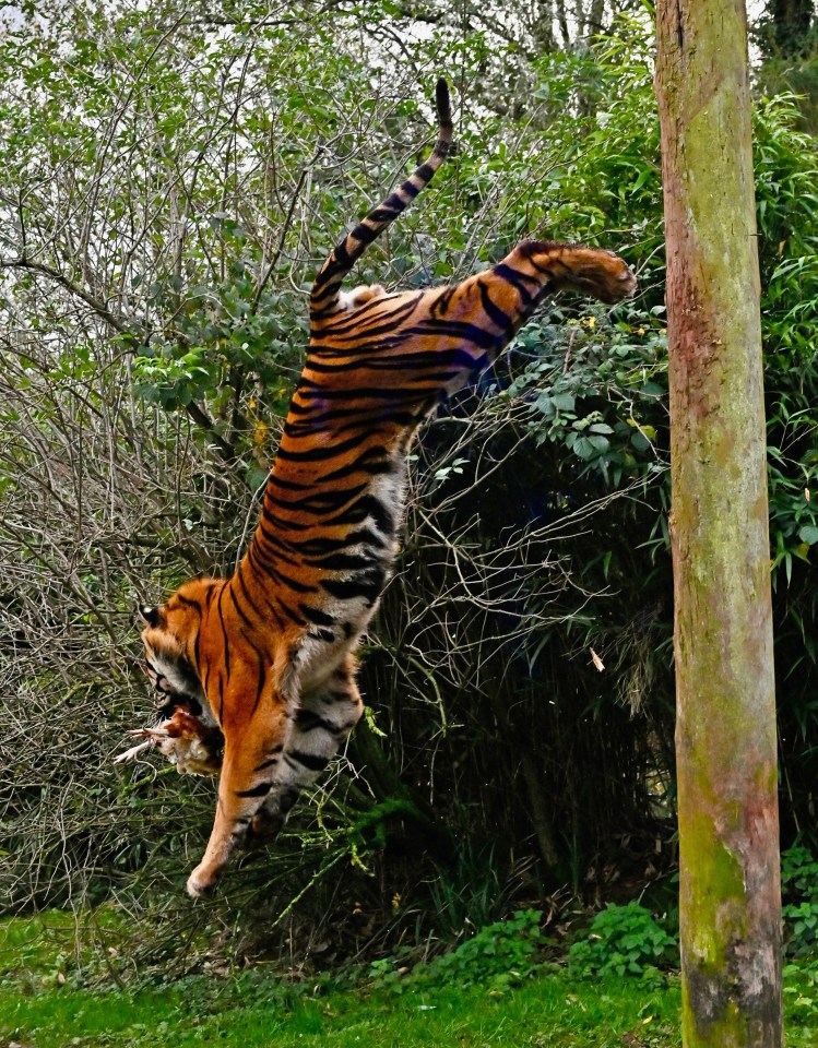 Sumatran tiger leaping at a bird in a zoo.