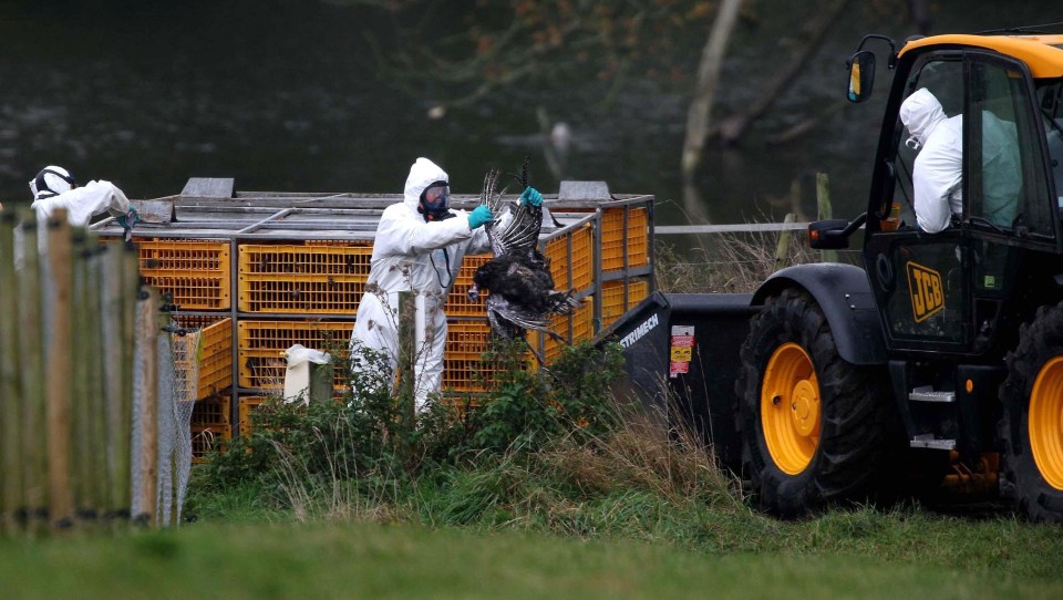 Dead turkeys are loaded onto a JCB at Redgrave Park in Suffolk