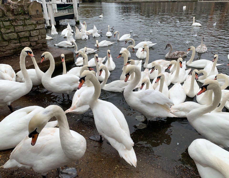 Brits should stay at least two metres away from wild birds