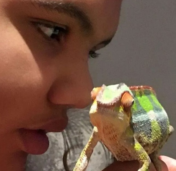 Chameleon Marvin 'died of a broken heart'