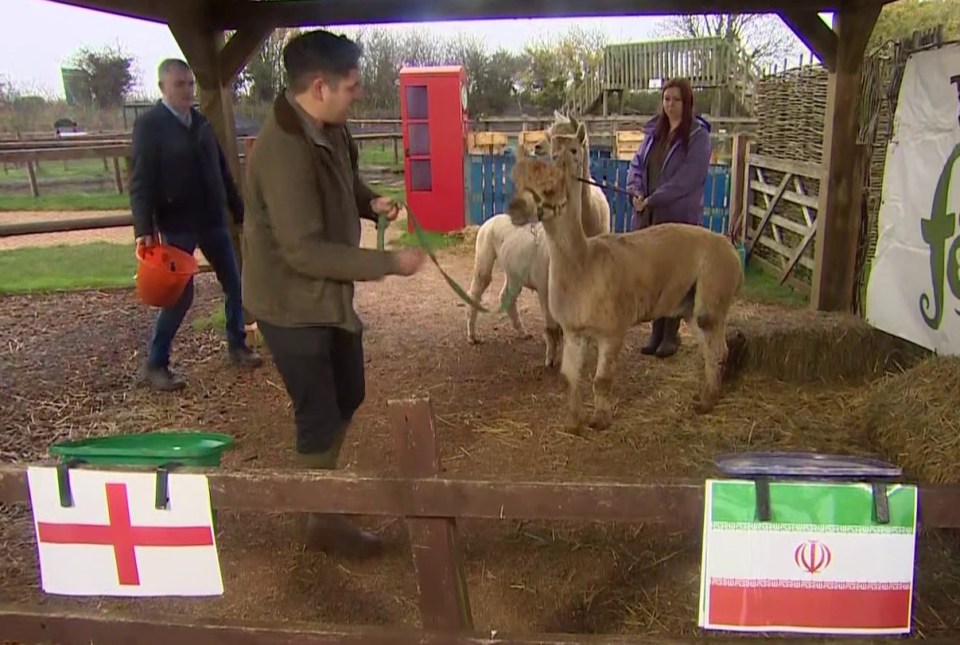 Alfie the alpaca was given the job of predicting the England v Iran score