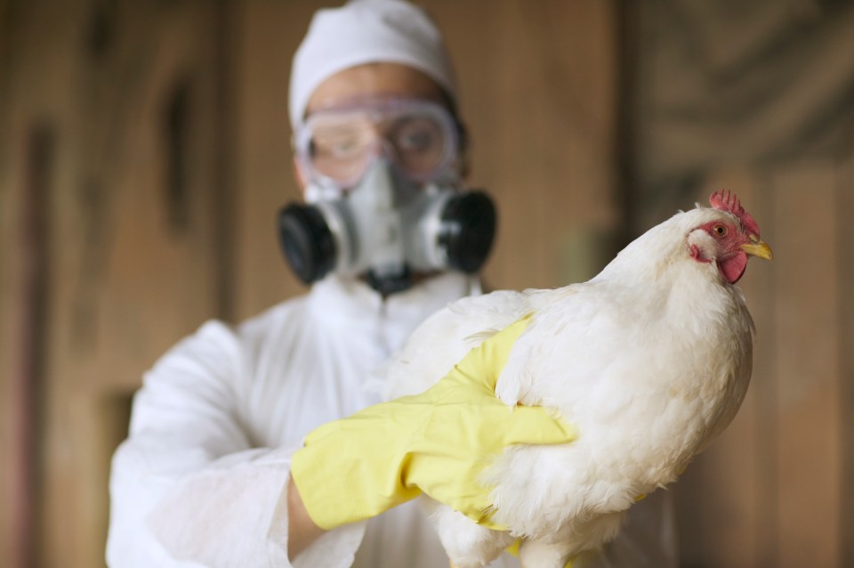 All poultry in England have been placed into lockdown to stop the spread of bird flu