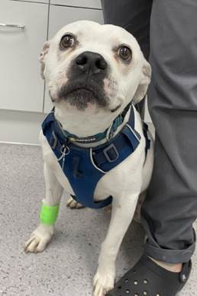 Seven-year-old Staffordshire bull terrier Porridge was saved after he gobbled a McDonald’s sweet & sour dip sauce pot on a walk