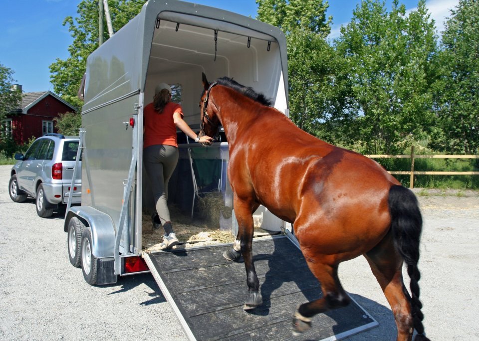 Horses can be transported in a horsebox by car