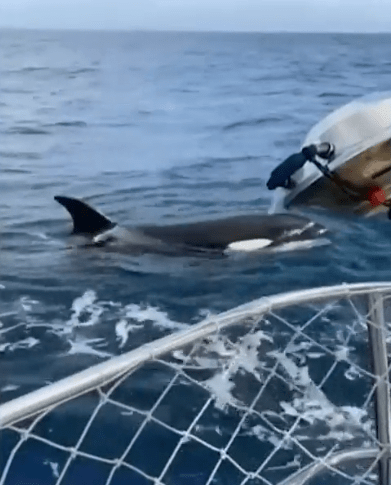 The pod of orcas relentlessly attacked the French vessel for 45 minutes