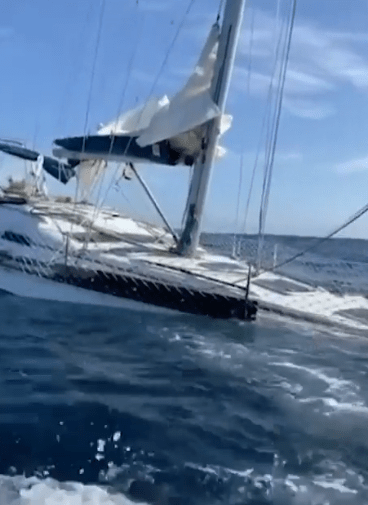 The damage caused by the beasts sank the yacht