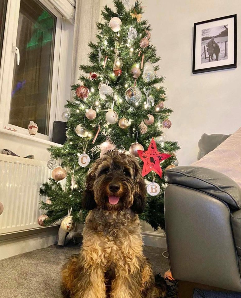 Cooper's first Christmas saw his owners splash out on £250 worth of gifts for him