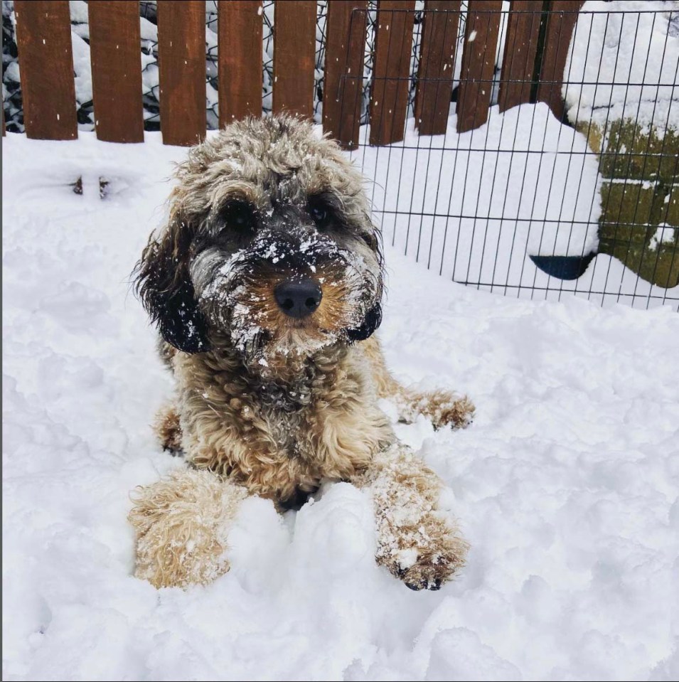 Although the pooch is regularly spoiled by lavish presents - dad Ben says his son doesn't get jealous