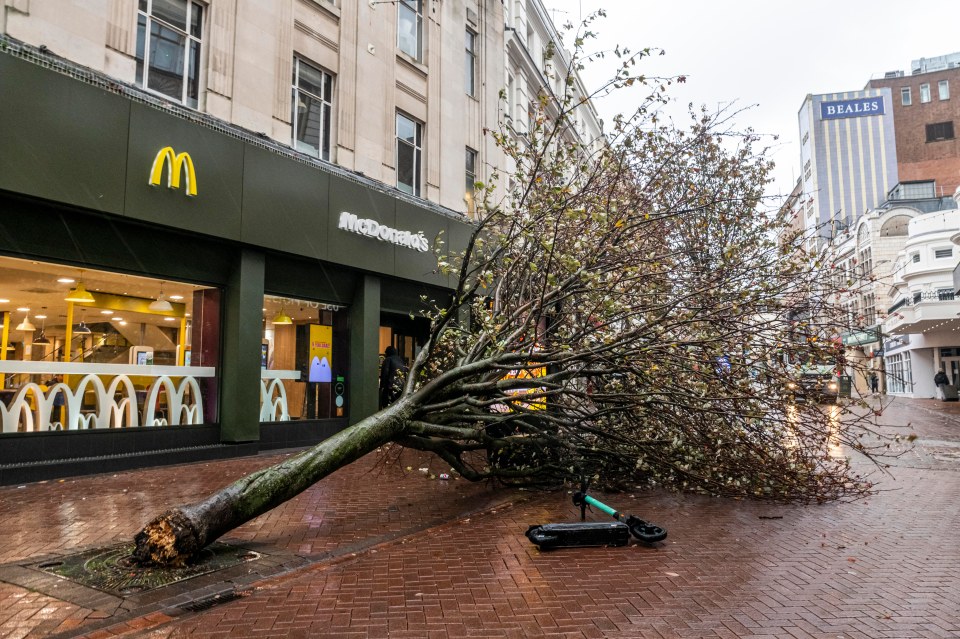 Strong winds toppled a large tree in Bournemouth’s town centre, Dorset