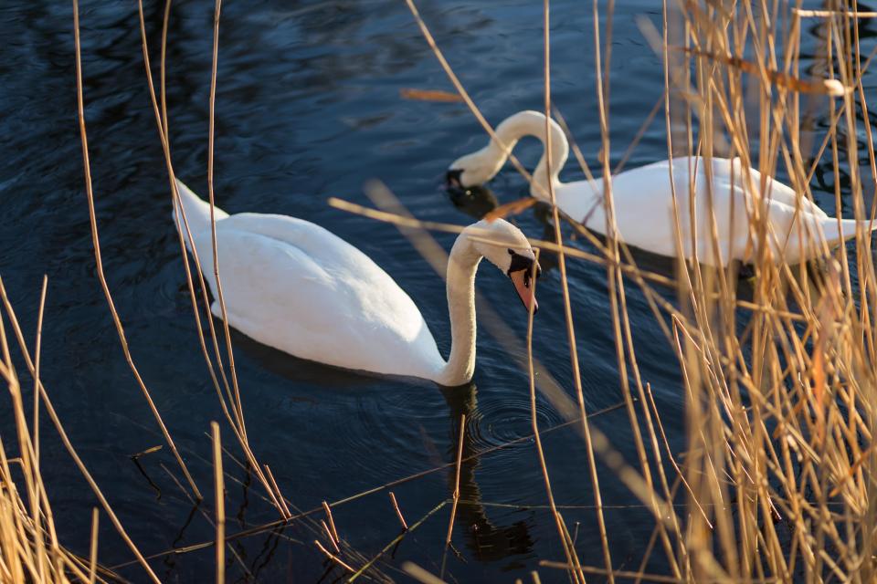 Signs have been put up asking people not to feed ducks and swans in some parks