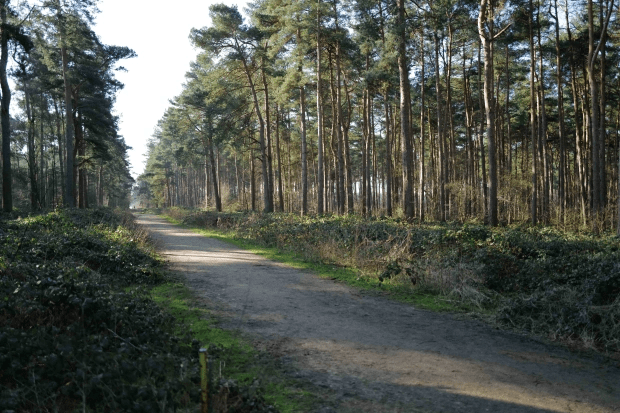 The tot died at Ostler’s Plantation forest, near Woodhall Spa