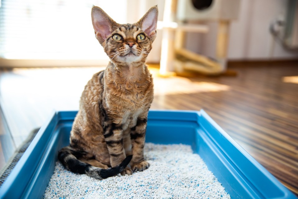 Cleaning professionals say that cat litter is great at absorbing moisture in your car