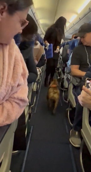 The French bulldog was eventually reunited with its owner by flight attendants