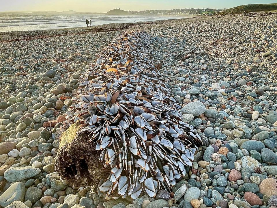 Dave McGirr discovered a mass of rare white-shelled creatures worth a fortune