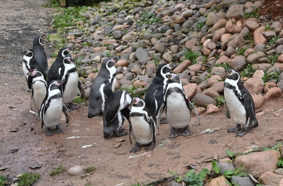 A group of penguins at a zoo.