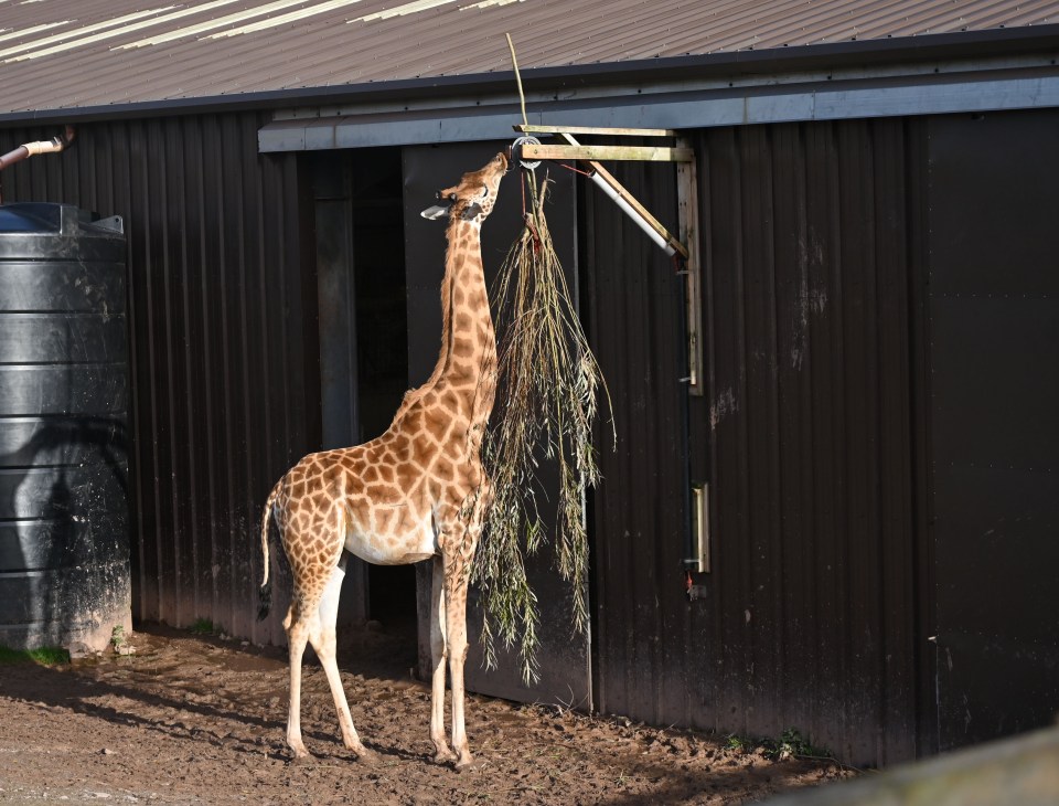 Giraffe eating leaves from a feeder at a zoo.