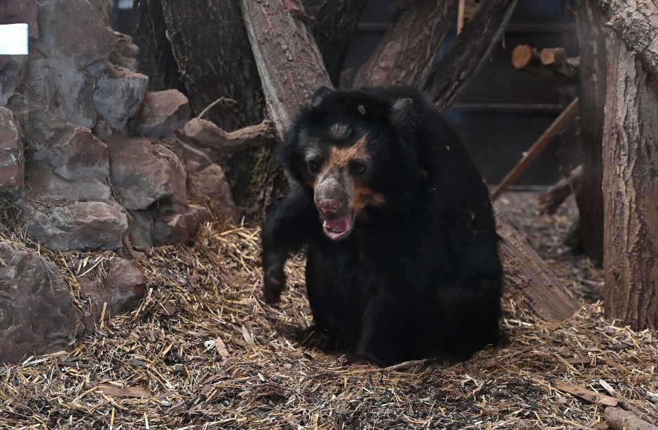 Black bear at a zoo.