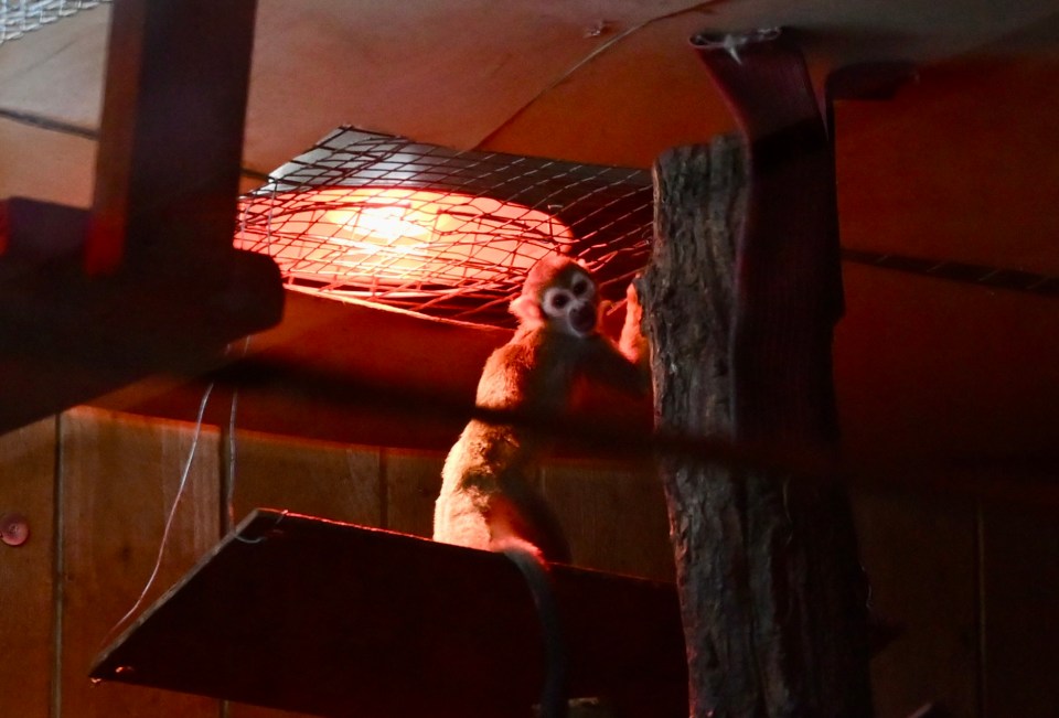 Squirrel monkey near a heat lamp in its enclosure.