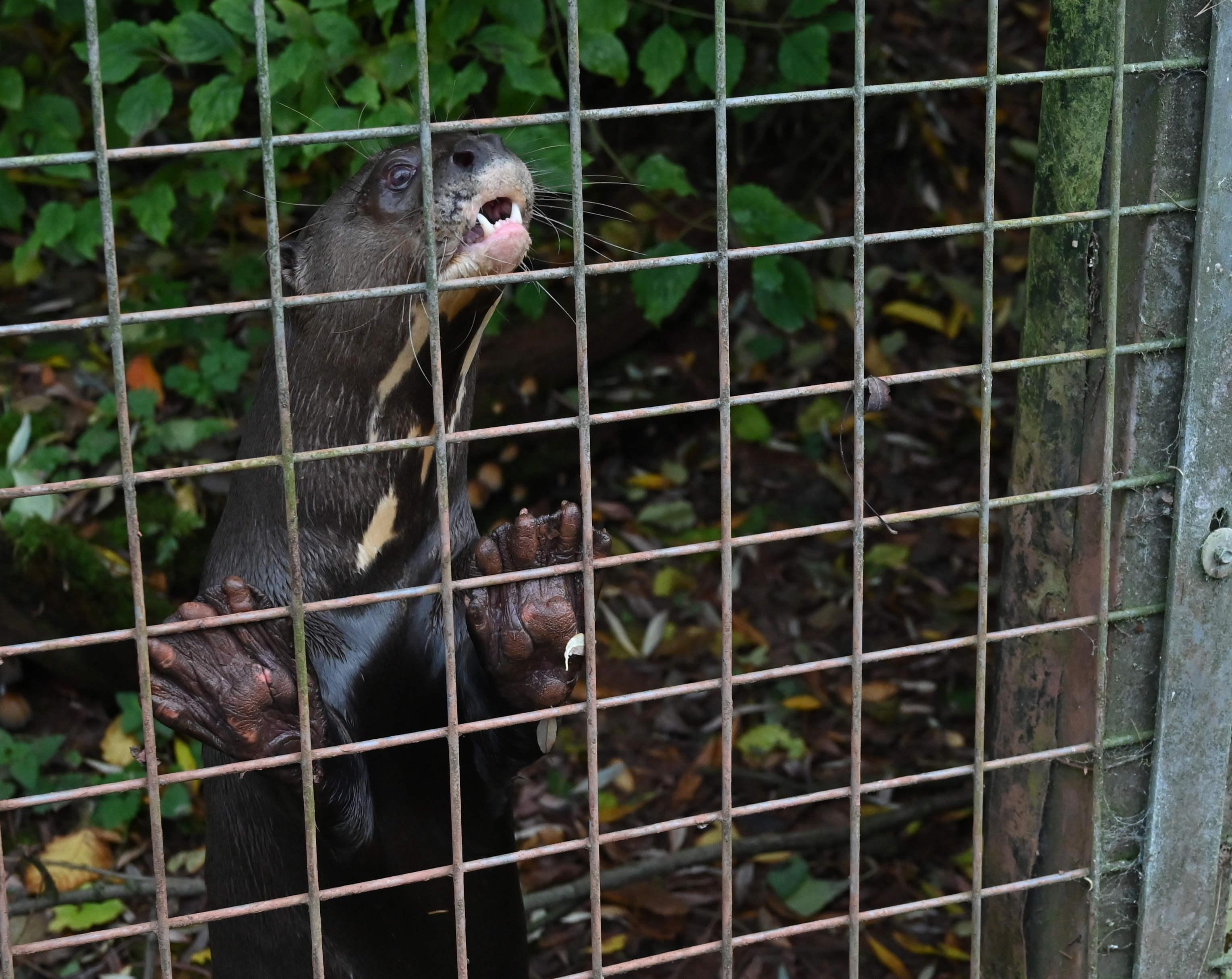 Giant otter at a zoo.